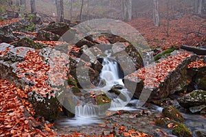 Autumn forest in Crimea mountain photo