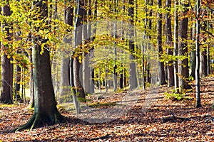 Autumn forest, deciduous beech trees, Chriby, Czechia
