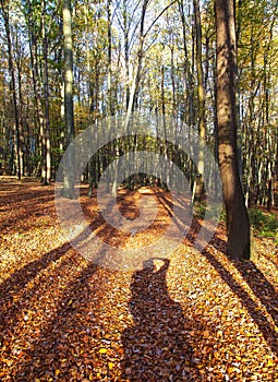 Autumn forest, deciduous beech trees woodland, Chriby