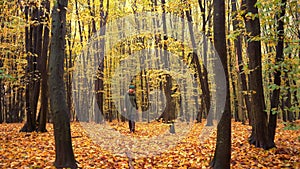 Autumn forest. Deciduous trees in a mixed forest. Hornbeam and beech. Yellow leaf on a tree. A woman walks in the park