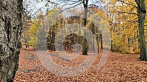 Autumn in the forest. Different colors of leaves.