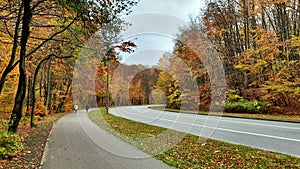 Autumn in the forest. Different colors of leaves.