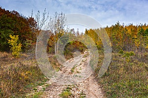 Autumn forest with dirt road and blue sky. A path that goes into perspective