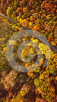 Autumn forest drone aerial shot, Overhead view of foliage trees and road