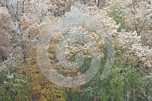 Autumn Forest Dusted with Snow