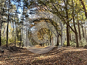 Autumn forest at Eelerberg