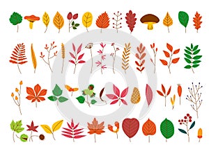 Autumn forest elements. Decorative maple oak foliage. Fall birch tree leaf, colorful leaves branches mushroom and berry