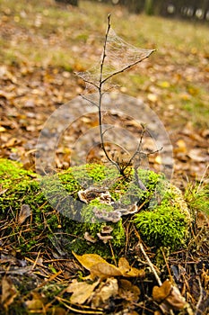 Speder`s web and mushroom in the forest photo