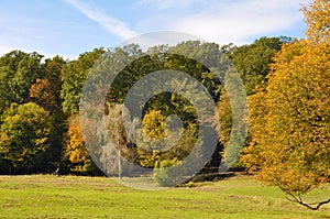 Autumn forest fall nature