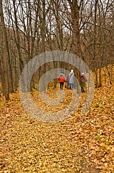 Autumn forest fallen leaves people walking along the trail