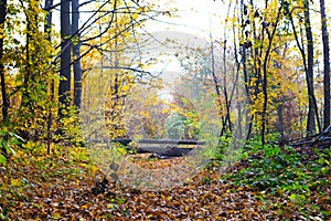 Autumn forest with fallen trees that overlap the road_