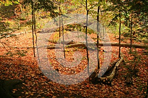 Autumn on the Forest Floor