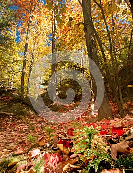 Autumn Forest Floor and Canopy