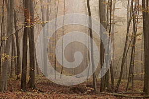 Autumn forest in the fog