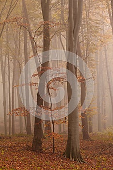 Autumn forest in the fog