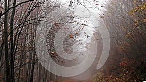 Autumn, forest, fog, amazing.