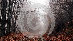 Autumn, forest, fog, amazing.