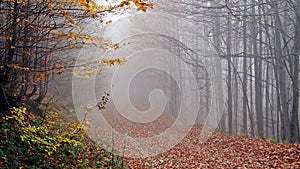 Autumn, forest, fog, amazing.