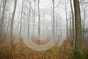 Autumn forest with a fog and morning glow