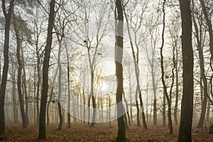 Autumn forest with a fog and morning glow