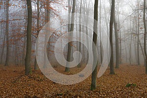 Autumn forest with a fog and morning glow