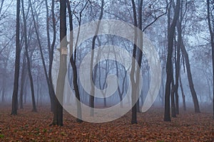 Autumn forest in the fog in the morning, and a tree with a birdhouse