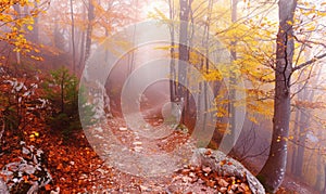 Autumn forest in the fog. The path in the autumn forest