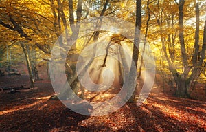 Autumn forest in fog with sun rays. Magical old trees