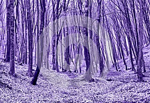 Forest in Violet