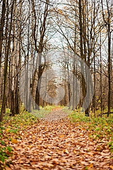 Autumn forest footpath with fallen leaves