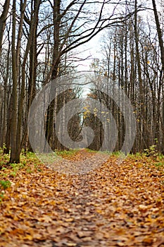 Autumn forest footpath with fallen leaves