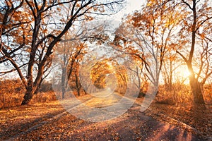 Autumn forest. Forest with country road at sunset