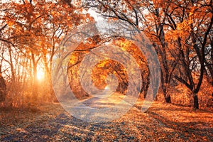 Autumn forest. Forest with country road at sunset