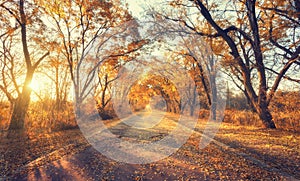 Autumn forest. Forest with country road at sunset