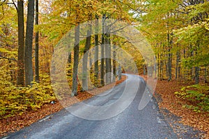 Autumn forest. Forest with country road at sunset. Colorful landscape with trees, rural road, orange leaves and blue sky