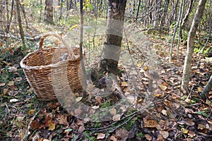 Autumn forest gathering mushrooms by the basket and the birch in the sunlight