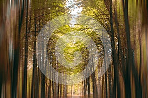 Autumn forest golden farirytale blur