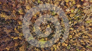 Autumn Forest with Golden Foliage. Yellow Leaves on Tree Crowns in Fall. Aerial Top View captured with Drone