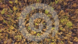 Autumn Forest with Golden Foliage. Yellow Leaves on Tree Crowns in Fall. Aerial Top View captured with Drone