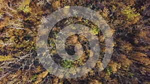 Autumn Forest with Golden Foliage. Yellow Leaves on Tree Crowns in Fall. Aerial Top View captured with Drone