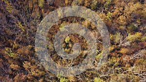 Autumn Forest with Golden Foliage. Yellow Leaves on Tree Crowns in Fall. Aerial Top View captured with Drone