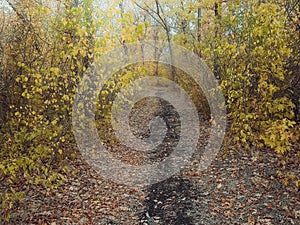 Autumn forest with golden and green foliage in the trees and on the ground