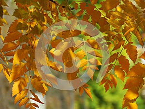 Autumn in the forest. Golden yellow orange tree leaves on blurred background. Autumn, fall season, nature, hot sunny warm weather.