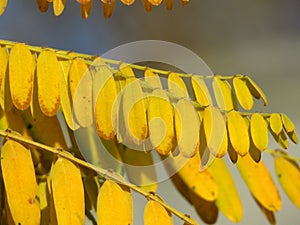 Autumn in the forest. Golden yellow tree leaves on blurred background. Autumn, fall season, nature, hot sunny warm weather.