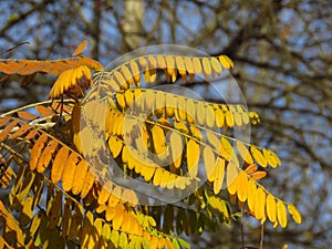 Autumn in the forest. Golden yellow tree leaves on blurred background. Autumn, fall season, nature, hot sunny warm weather.