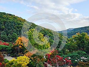 Autumn Forest Gonjiam  Hwadamsup