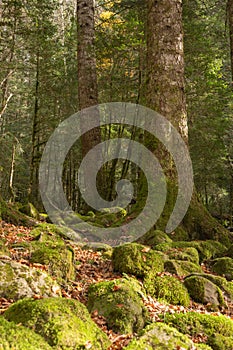 An autumn forest with green stones covered with musco and leafy trees