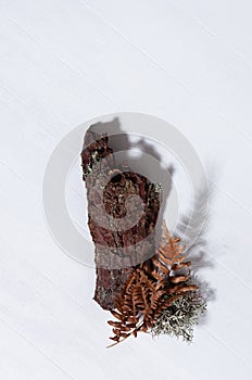 Autumn forest harvest composition - yellow dry leaf fern, moss, piece of brown pine bark on white wood board, top view, vertical.