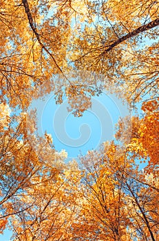 Autumn forest. A heart. The heart of the trees. Blue sky in the shape of a heart.