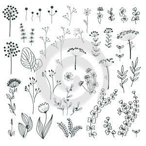 Autumn forest herbs and flowers, floral elements set. Vector doodle hand drawn plants and mushrooms isolated design